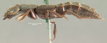Media type: image;   Entomology 7274 Aspect: habitus lateral view